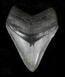Serrated Megalodon Tooth - Venice, Florida #20784-1